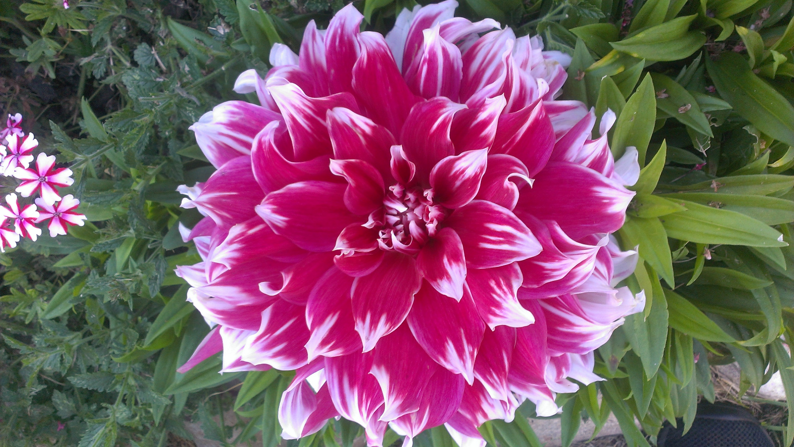 Beautiful Dahlia